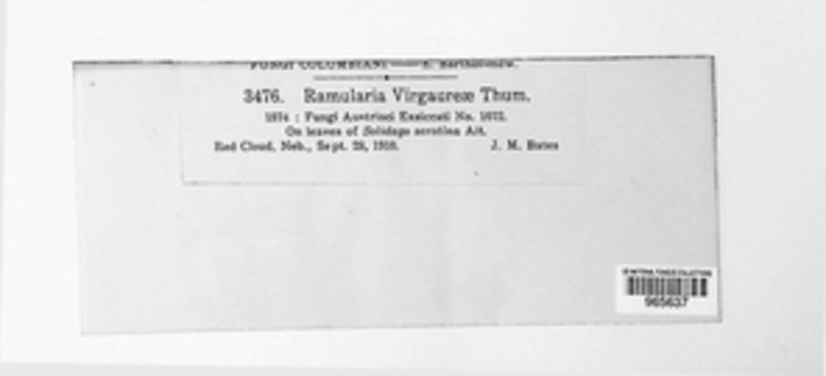 Cercosporella virgaureae image